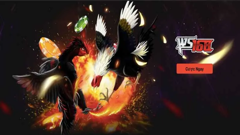 NOHU – Nohu78 - Cổng Game Nổ Hũ Uy Tín Xanh Chín 2025 Tự tin chinh phục các kèo đá gà đặc sắc
